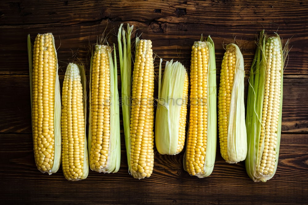 Similar – Cobs of Sweet Corn