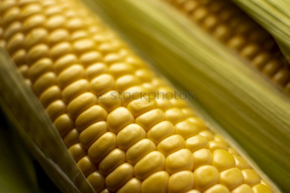 Image, Stock Photo I’m corny Yellow Popcorn