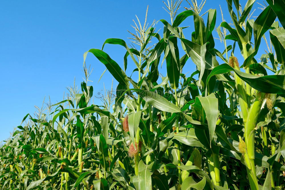 Similar – Image, Stock Photo maize field Maize field