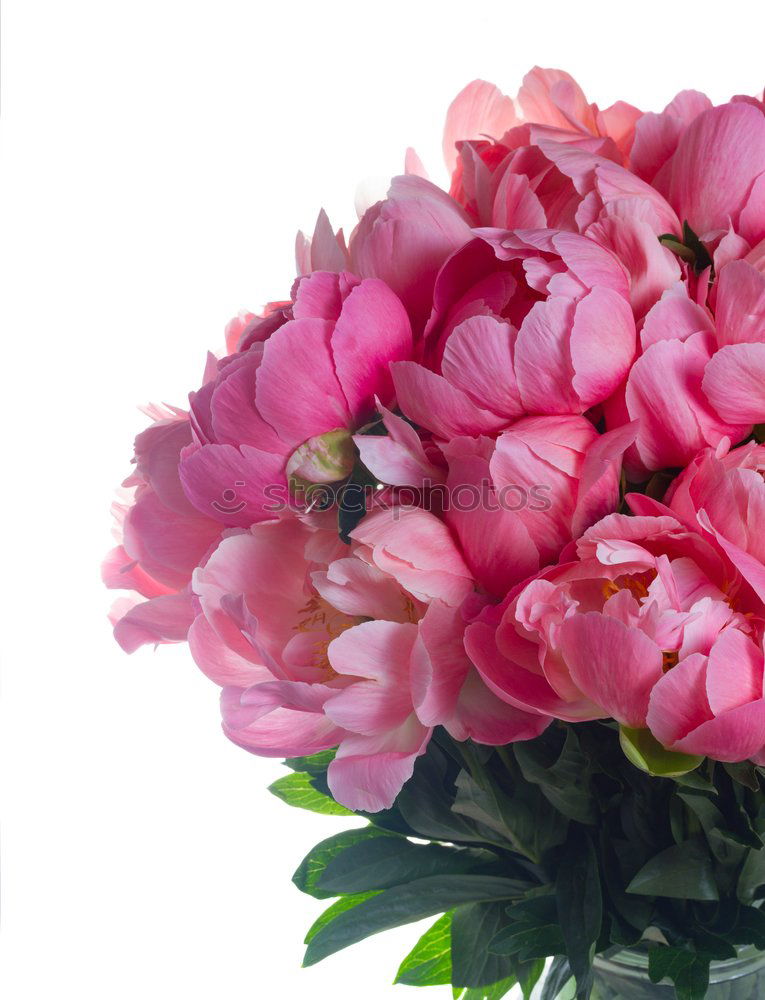 Similar – peonies Pink Flower