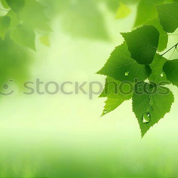 Similar – Image, Stock Photo Green Autumn Nature Plant