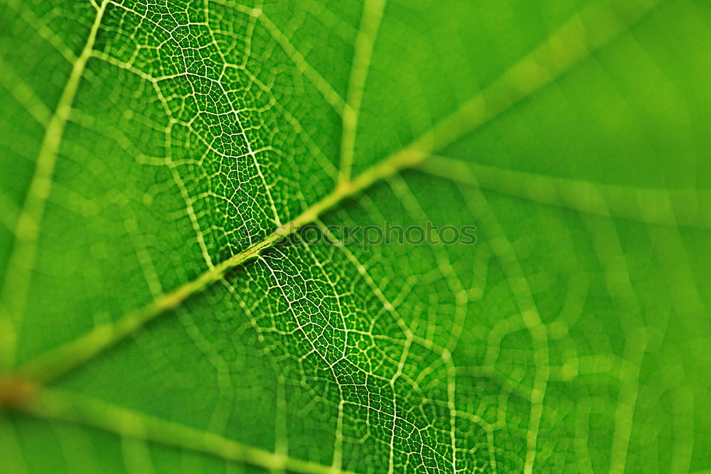 Similar – Image, Stock Photo This fly can fly. Nature