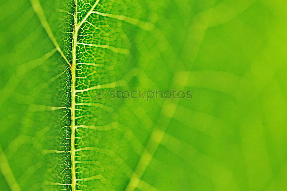 Similar – Image, Stock Photo Three times green Close-up