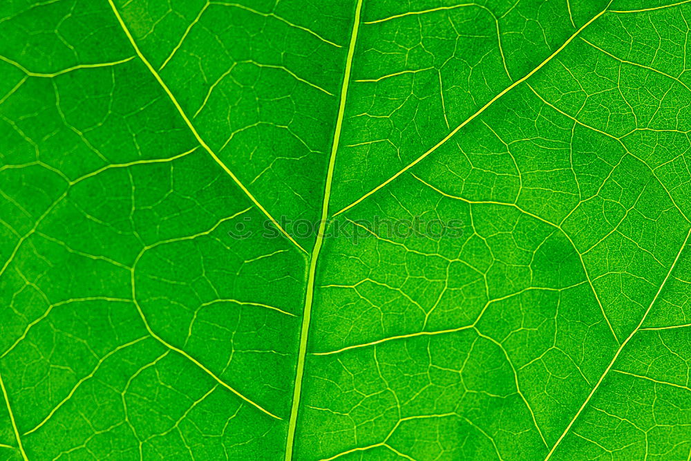 Similar – fig leaf Leaf Green Plant