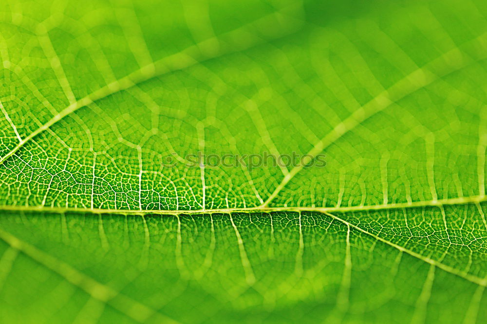 Similar – Foto Bild Beautiful Grape Leaf