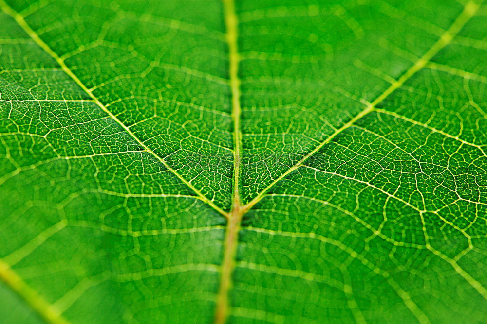 Similar – Image, Stock Photo green leaf texture Plant