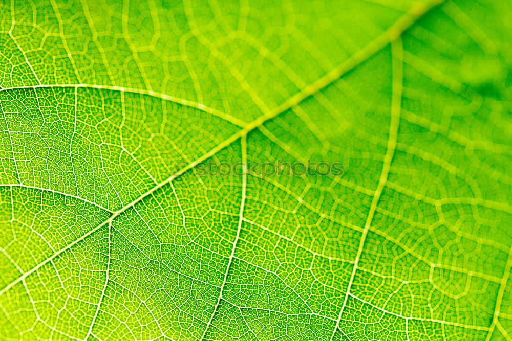 Similar – Foto Bild grünes Blatt Natur Pflanze