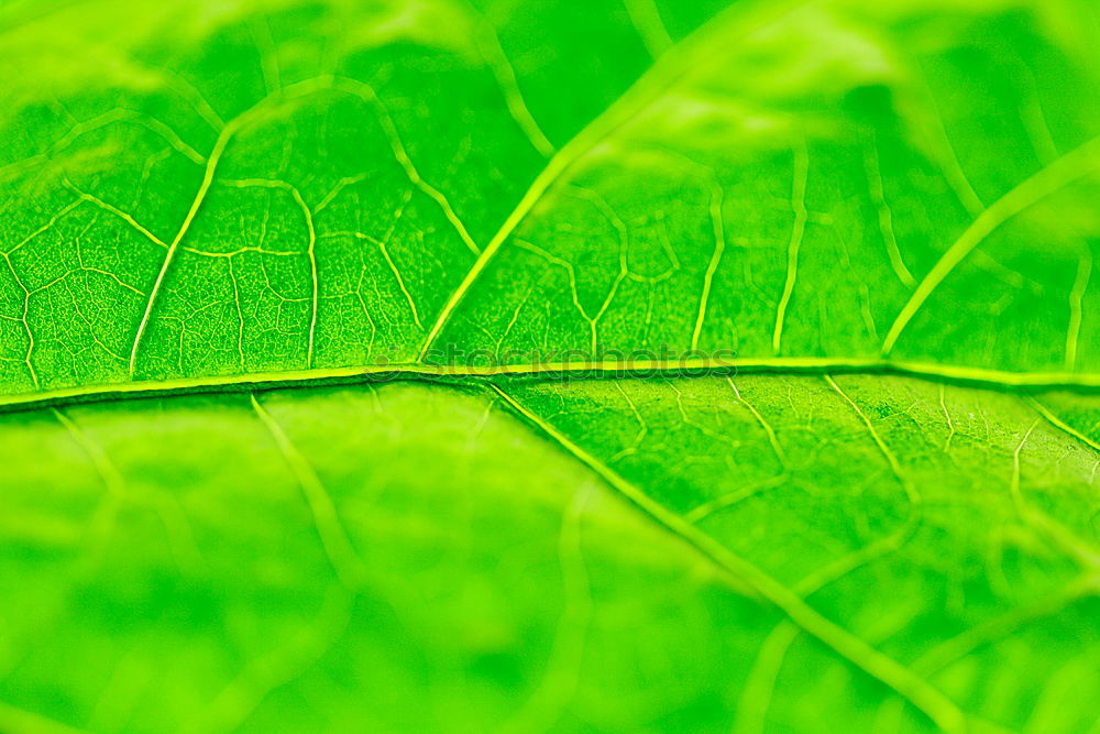 Similar – fig leaf Leaf Green Plant