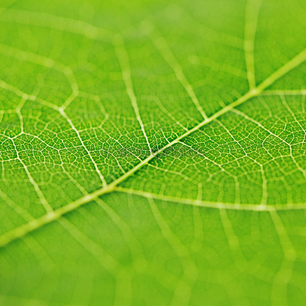 Similar – leaf Green Vessel