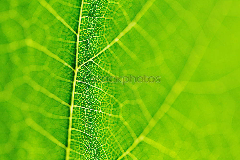 Similar – Image, Stock Photo Three times green Close-up