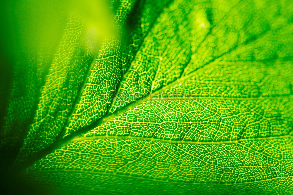 Similar – Image, Stock Photo Stinging Nettle