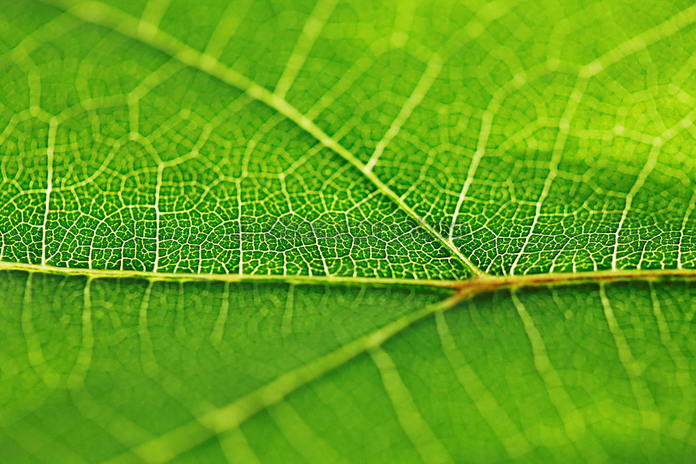 DurchBlick Blatt