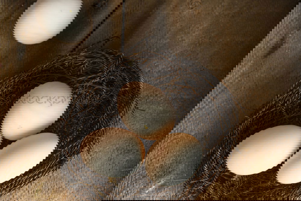 Similar – Image, Stock Photo Fresh chicken eggs in the nest on a rustic background