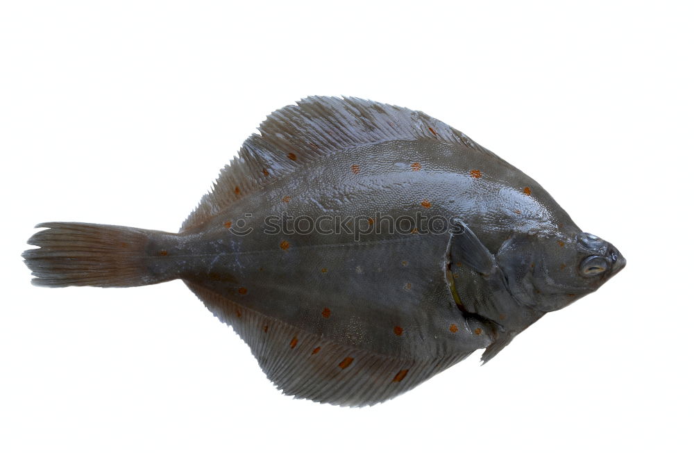 Similar – Image, Stock Photo piranha Piranha Dandruff