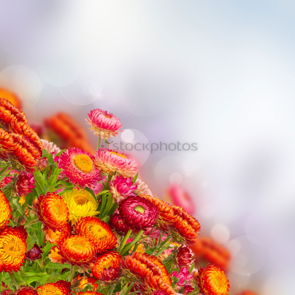 Similar – Image, Stock Photo Beautiful summer flowers