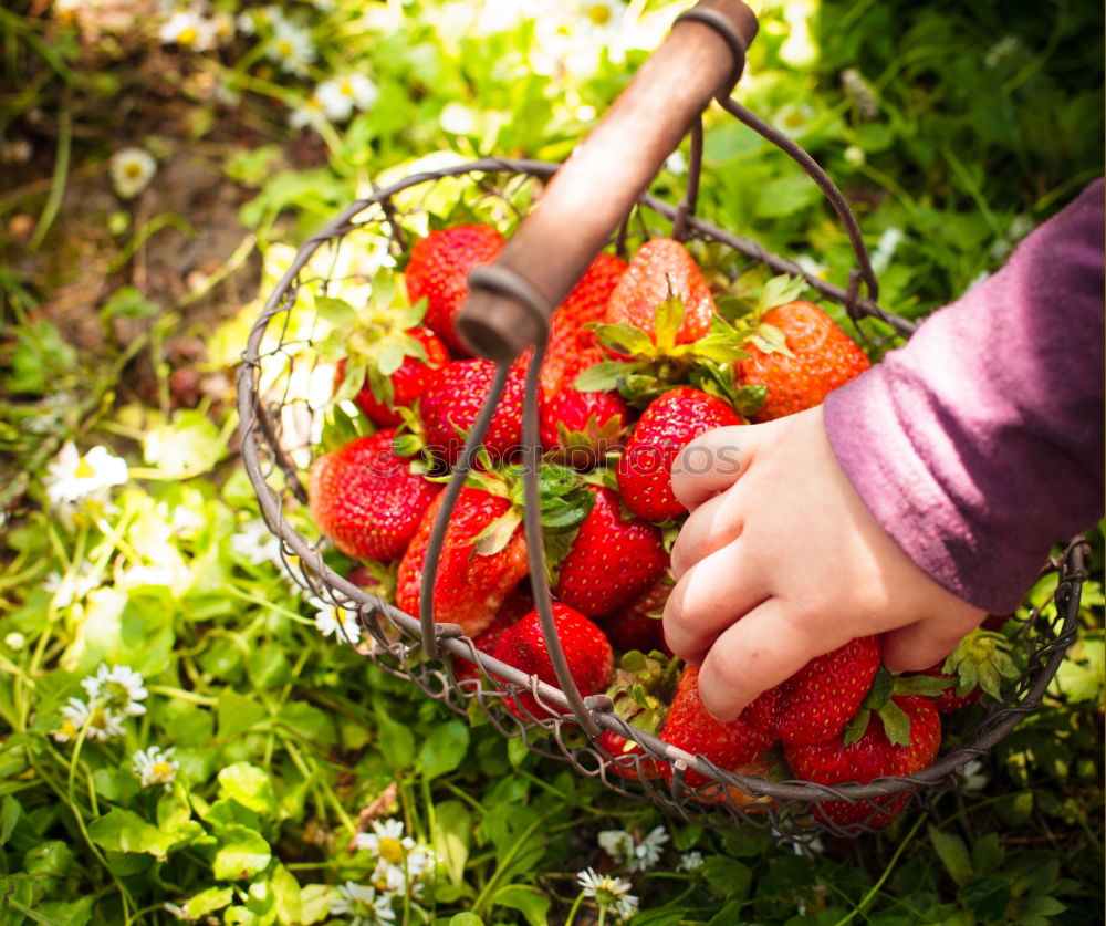 Similar – Image, Stock Photo red gold Organic produce