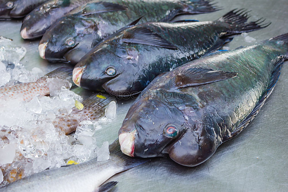 Similar – Raw fish. Sea bream, sea bass, mackerel and sardines