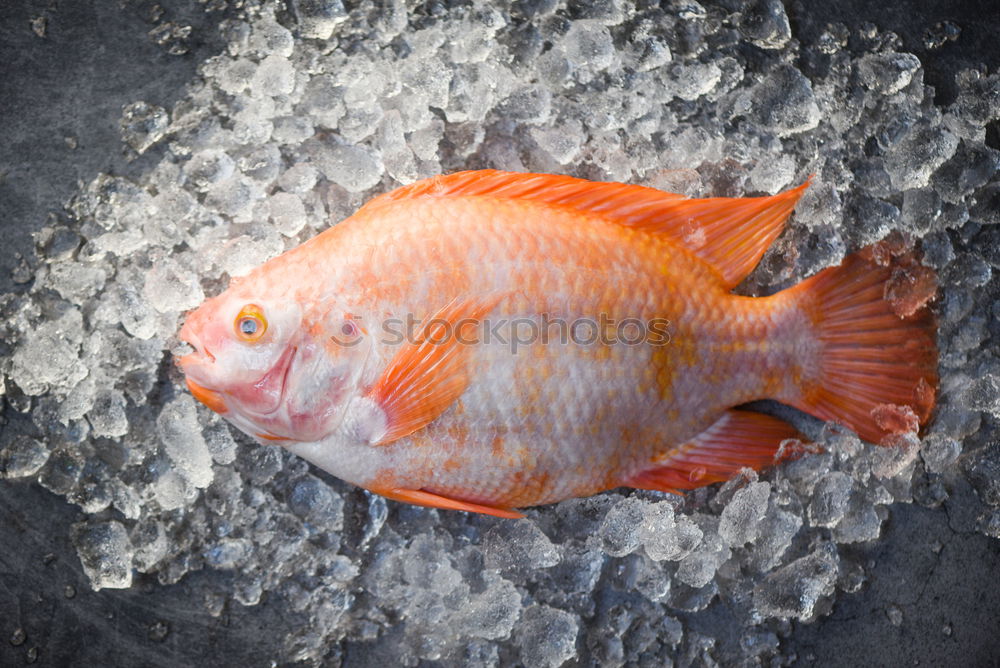 Similar – Rainbow trout head with spices