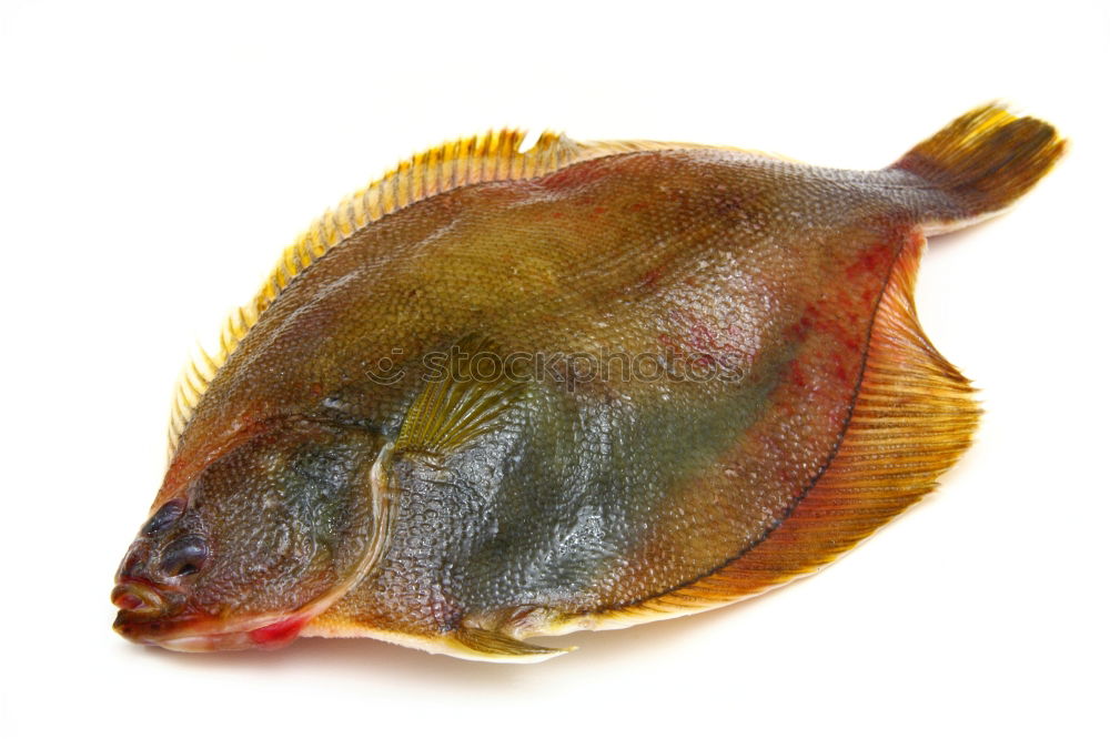 Similar – Image, Stock Photo Redfish in a wooden bed