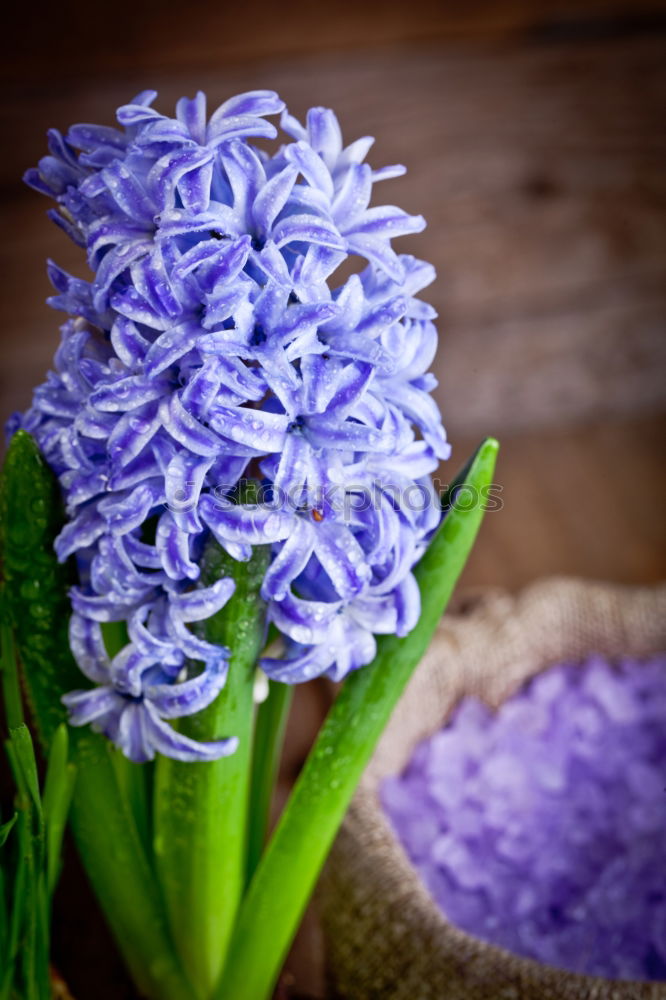 Similar – Image, Stock Photo lavender Lavender Flower