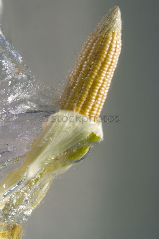 Similar – Foto Bild Sommer auf Eis Getränk