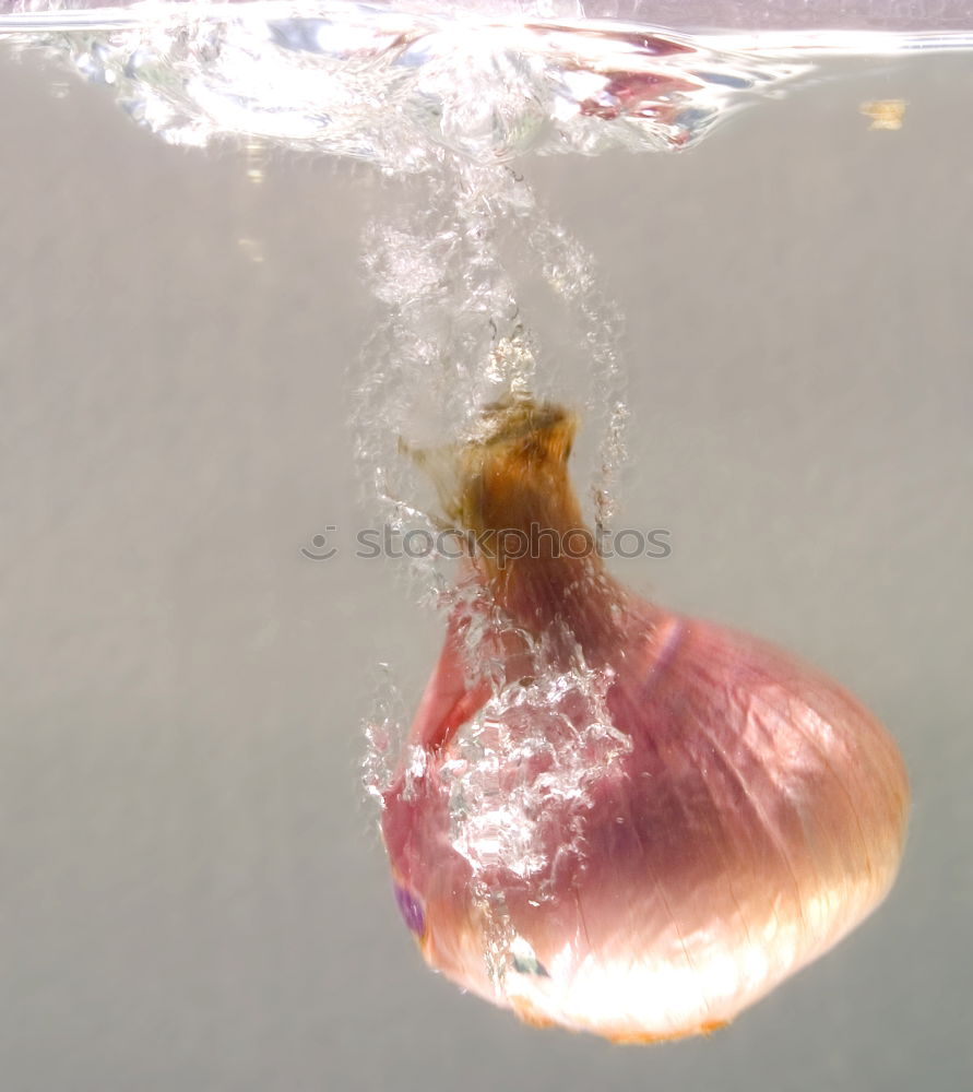 Similar – Image, Stock Photo Close up Side Angle Golden Jellyfish Blue Green Background