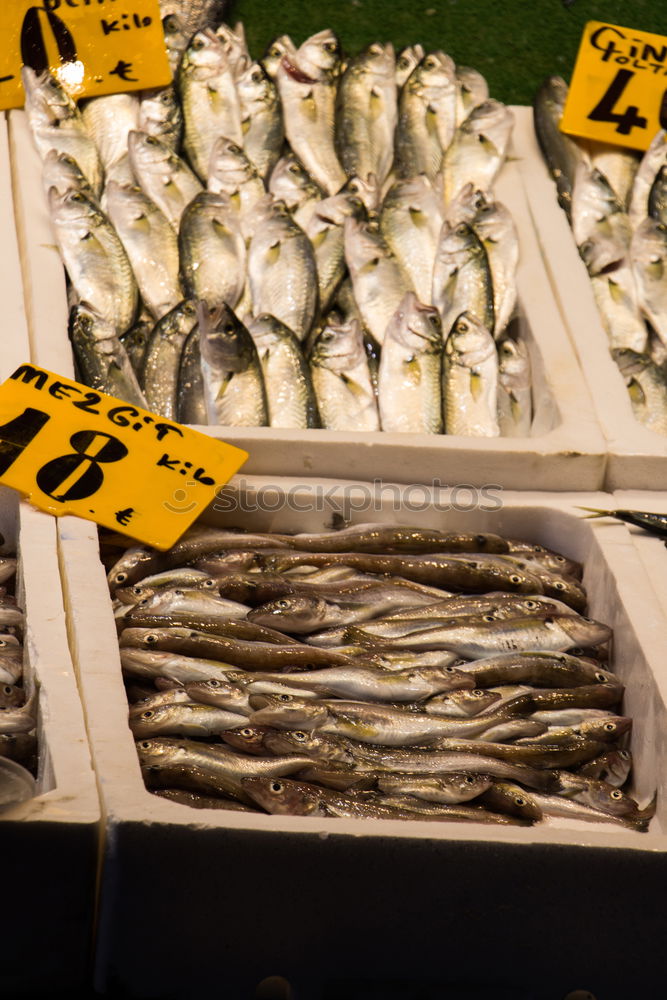 Similar – Foto Bild Fischer Fritzes frische Fisch-Schüssel