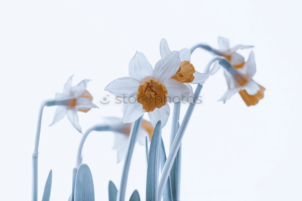 Similar – Large chickweed (Stellaria holostea)