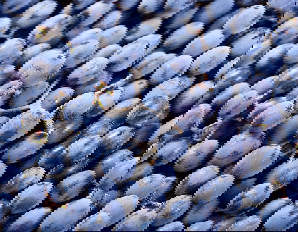Foto Bild Weinlese. Lebensmittel
