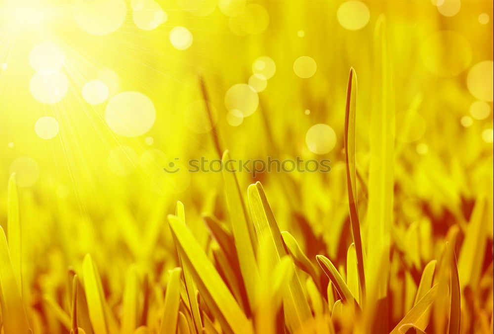 Similar – Image, Stock Photo yellow dream Yellow Canola