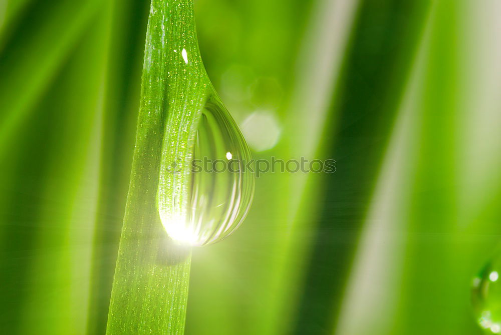 Similar – tears of nature Plant