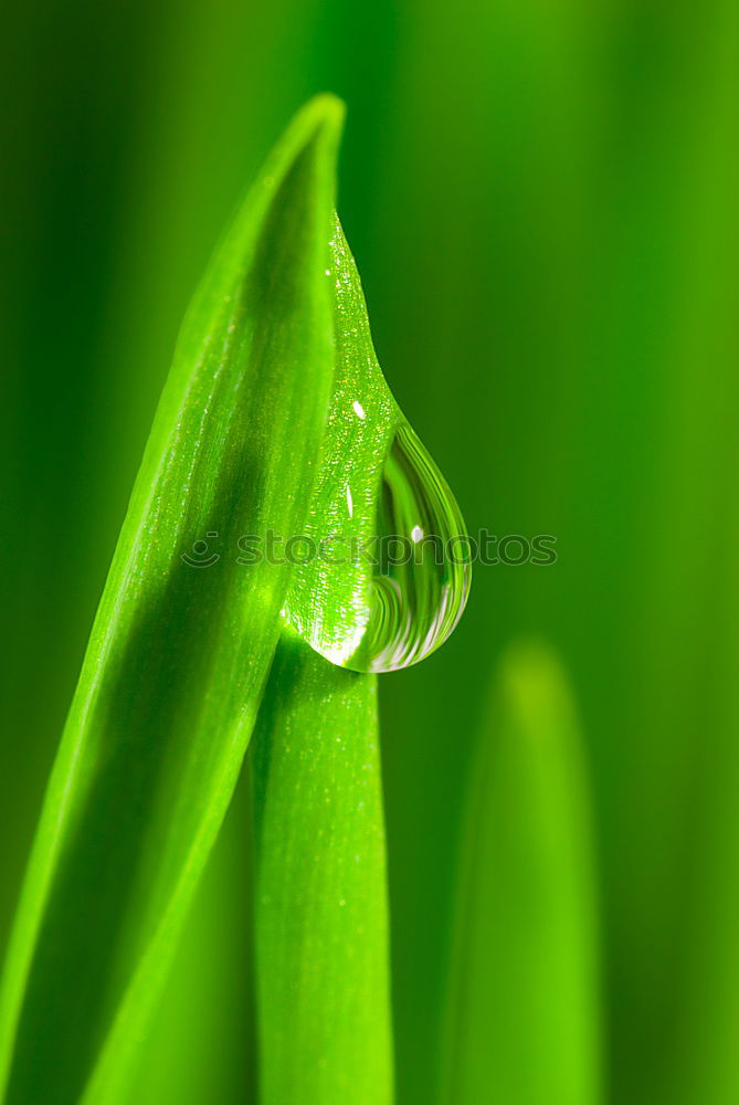 Similar – Image, Stock Photo dripping…. Meadow Grass