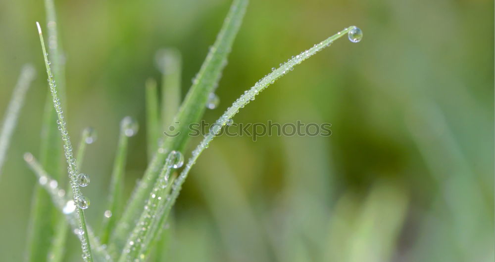 Similar – thyme Nature Landscape