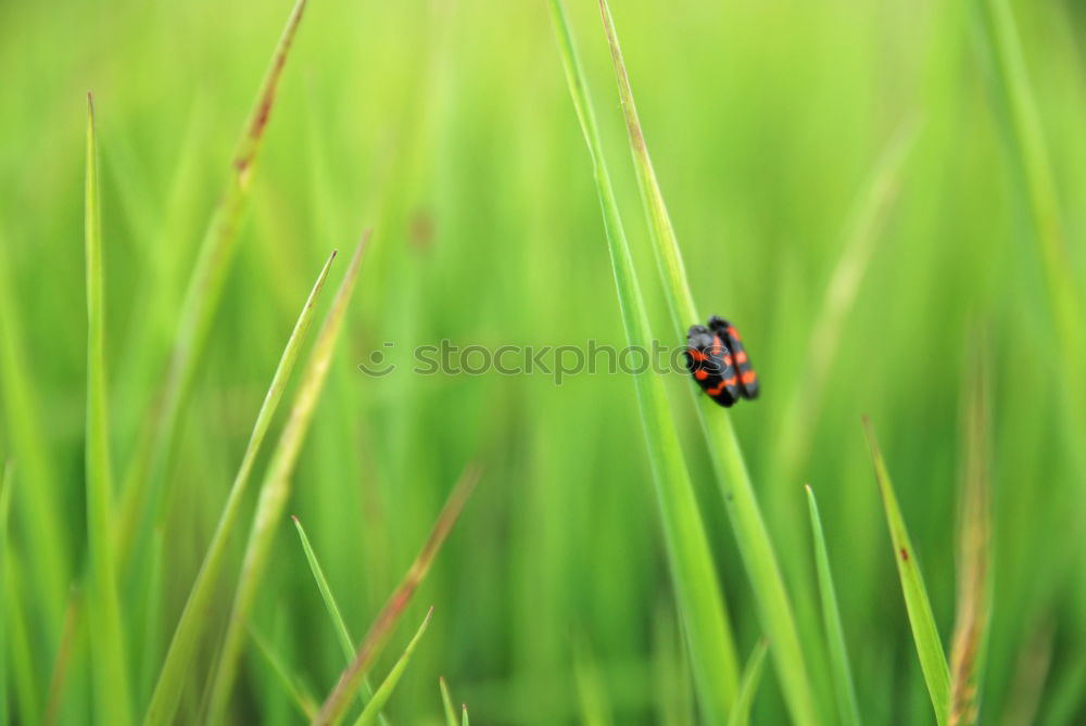 Foto Bild Käfer Natur Tier Gras Feld