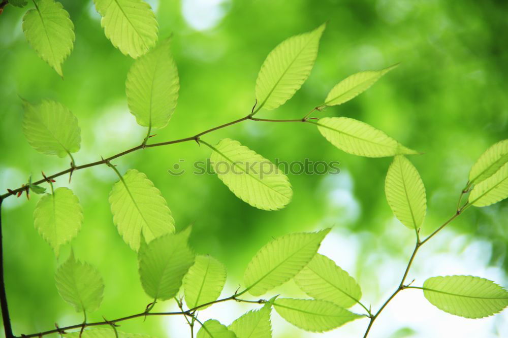 Similar – Image, Stock Photo special Leaf Treetop