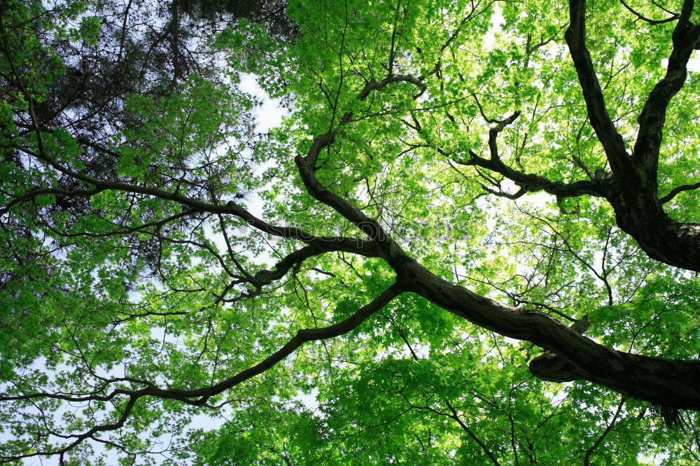 Similar – Image, Stock Photo Let it rain (I) Tree Leaf