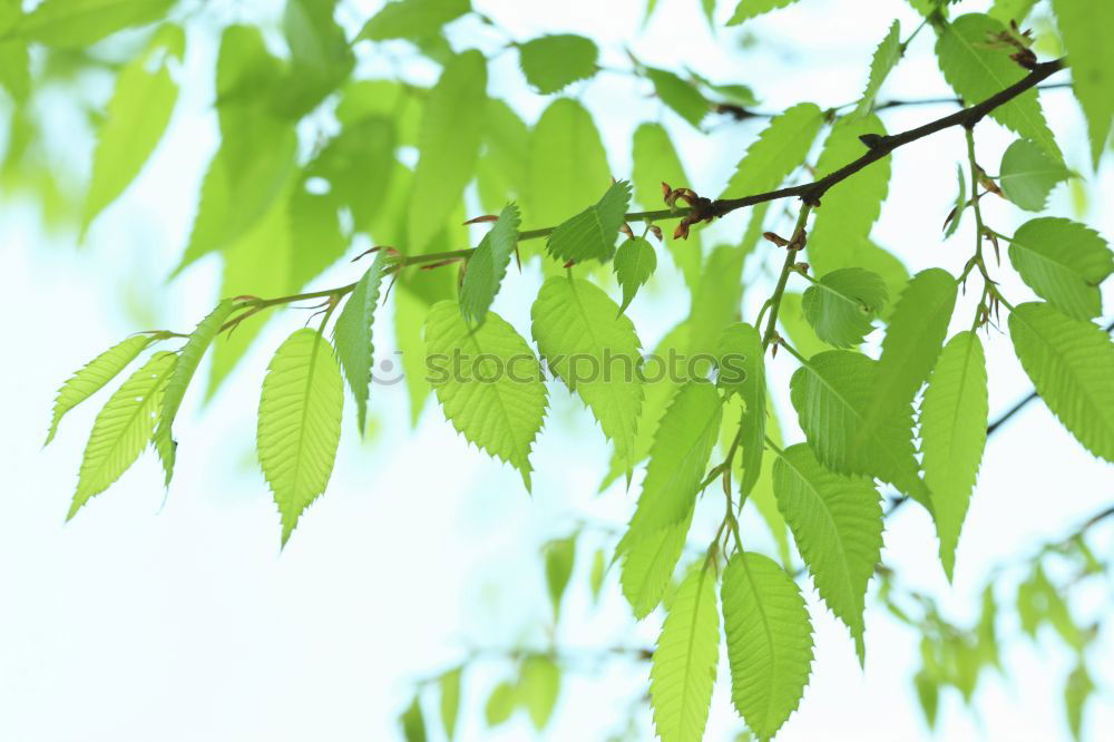 Similar – Image, Stock Photo Green as green _2 Leaf