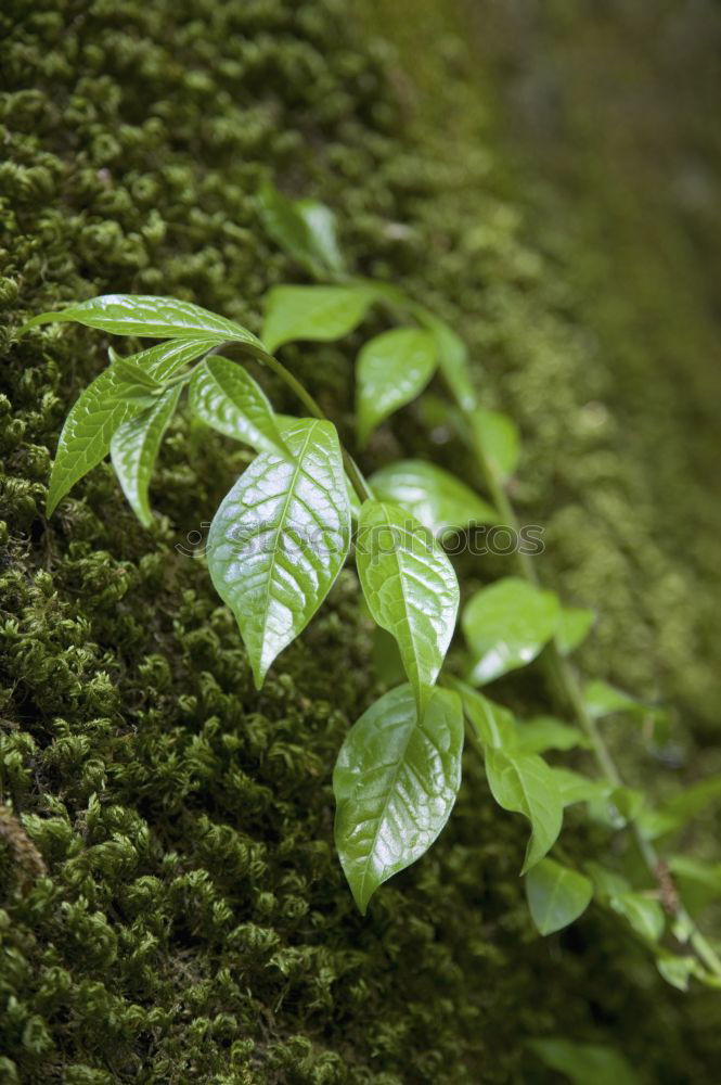 Similar – Foto Bild moos Baum grün Baumrinde