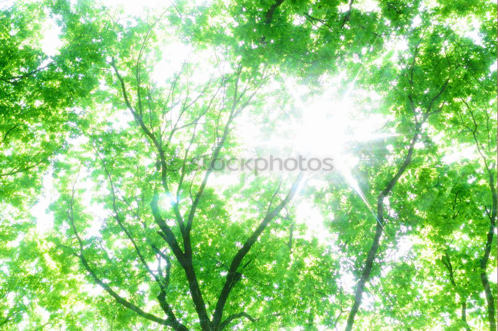 Similar – Image, Stock Photo summer resort Light Green