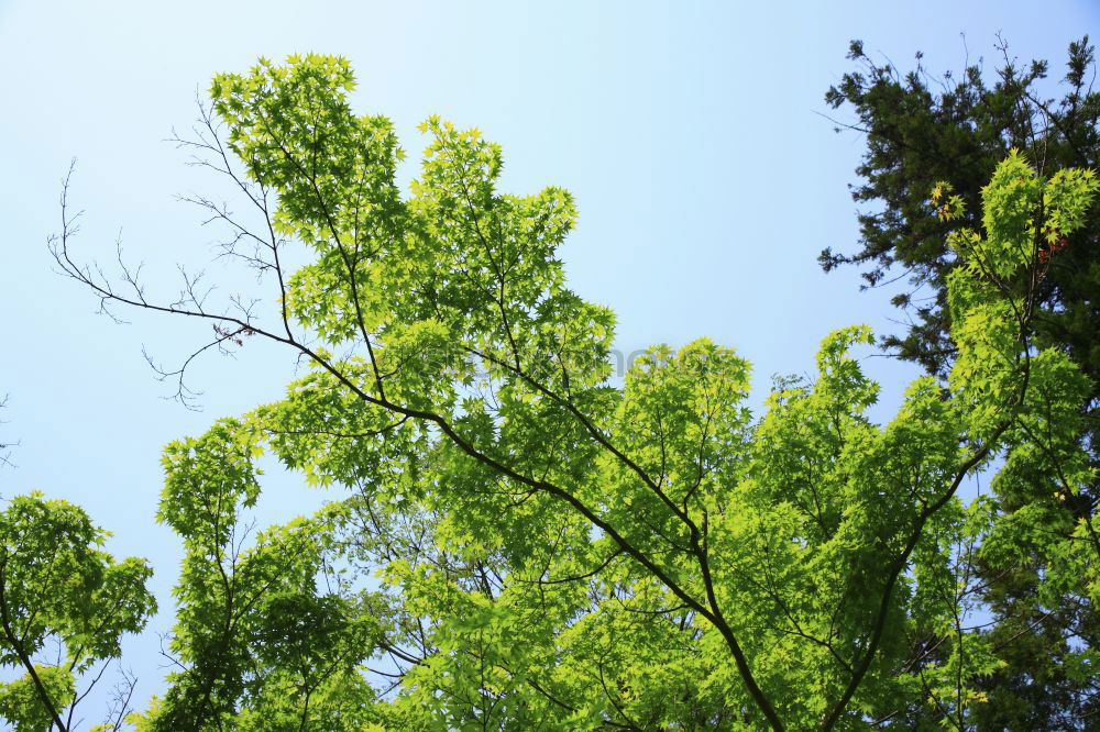 Similar – Foto Bild Baum mit Blättern Pflanze