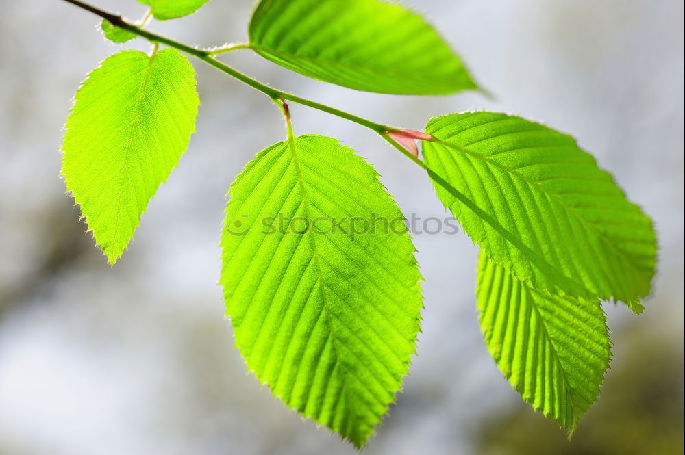 Similar – Image, Stock Photo summer rain rose Plant