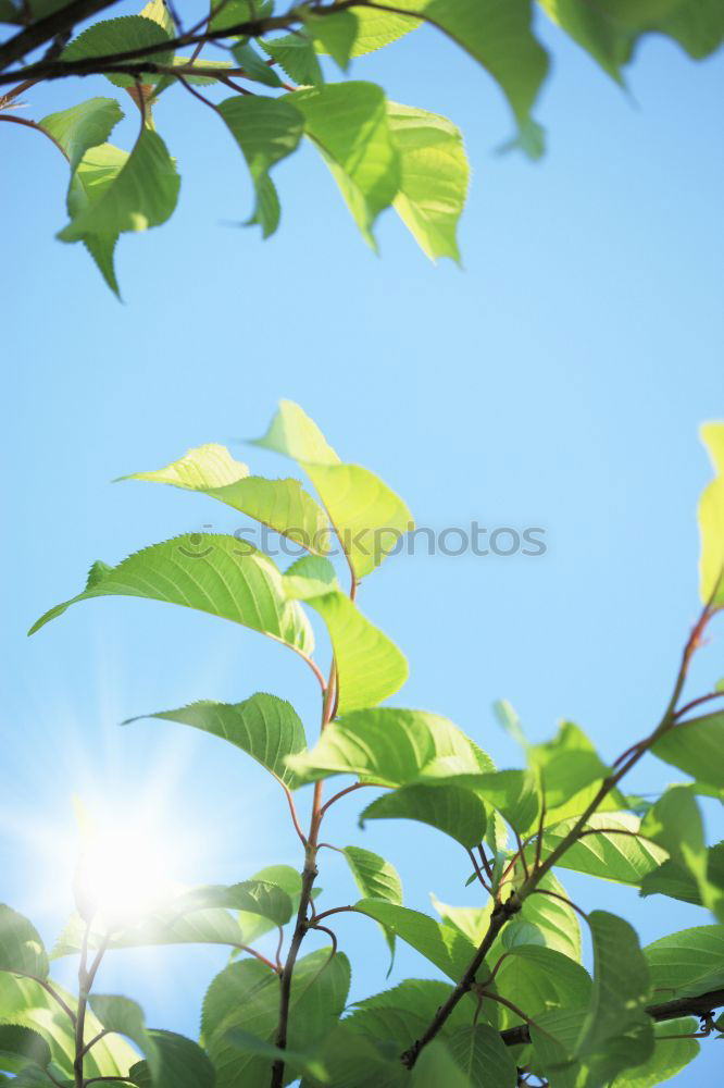 Similar – Foto Bild Summertime? Blatt springen