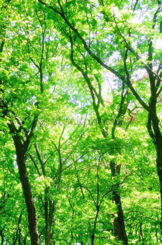 Similar – Image, Stock Photo bird house Green Tree