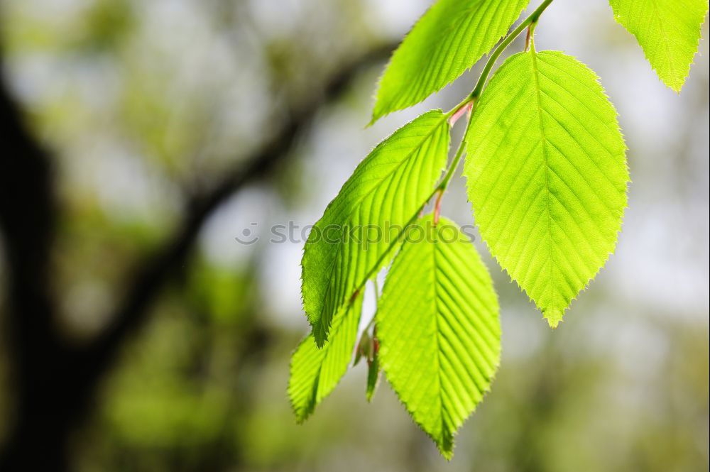 Similar – Image, Stock Photo | leaflet Leaf Green Tree