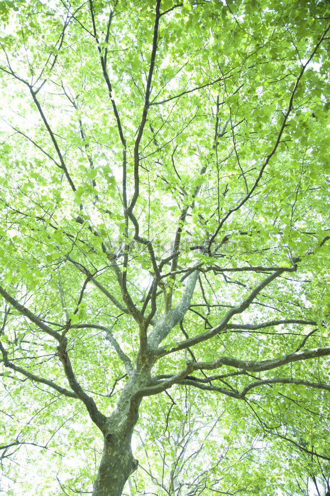 Similar – Image, Stock Photo bird house Green Tree