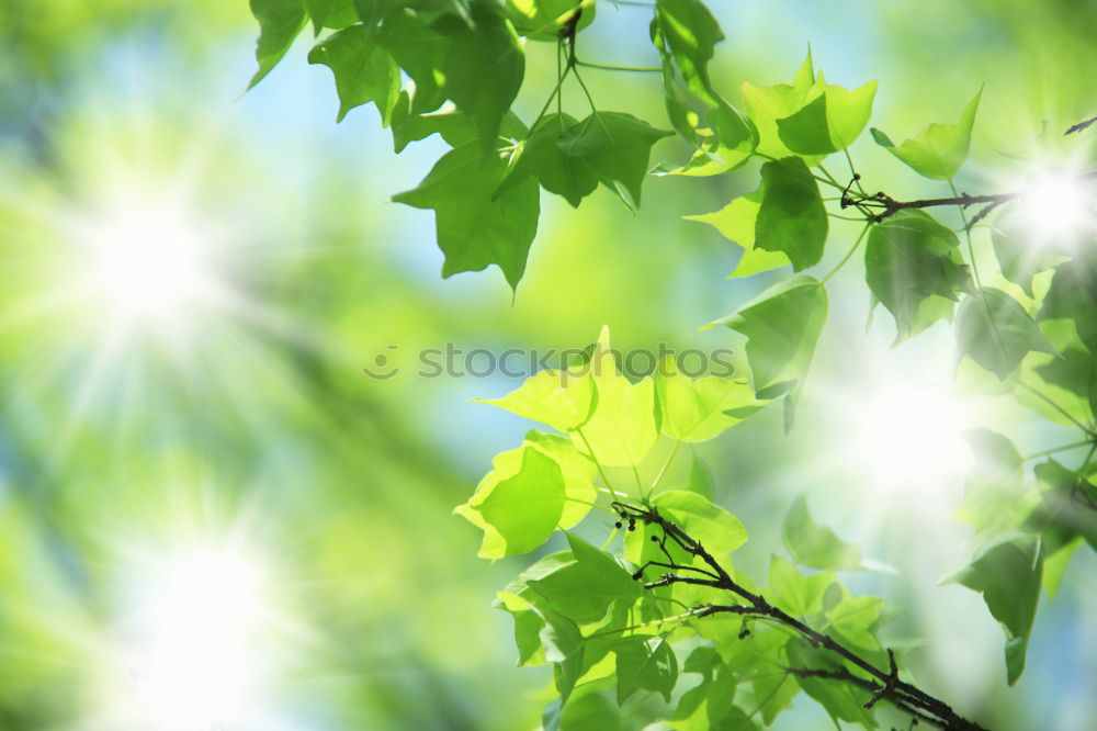 Similar – Herbstgrün Umwelt Natur