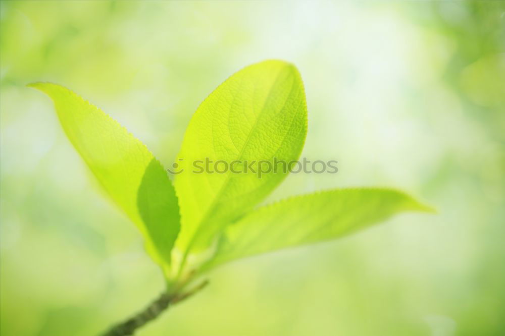 Similar – Image, Stock Photo Refreshing mint