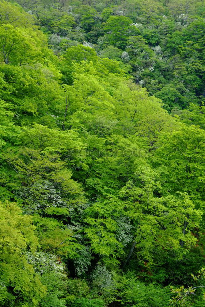 Similar – Image, Stock Photo Green mixed woods Forest