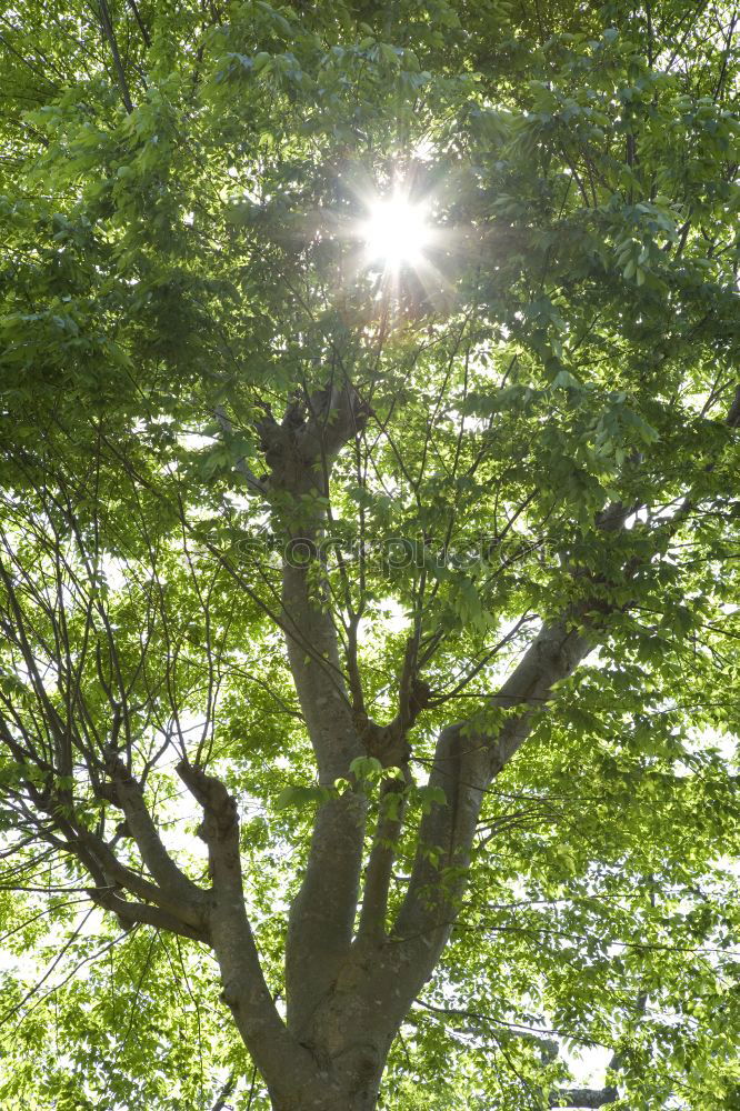 Similar – Image, Stock Photo Shadow of maple leaf on tree bark