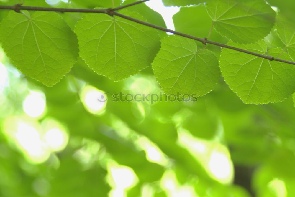 Similar – Image, Stock Photo special Leaf Treetop